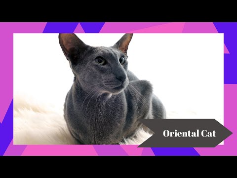 The Enigmatic Oriental Cat Breed 😺 | History, Traits & Care Tips 🐾