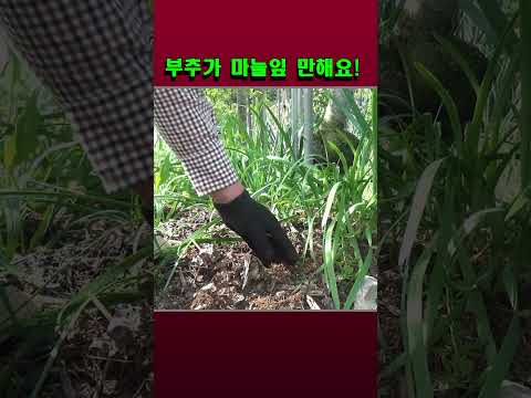 마늘잎만한 부추 재배방법 #shorts  #farming #gardening #garden