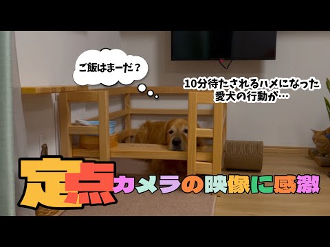 【待てる犬】定点カメラで見た愛犬が凄かった！その行動に大感激のお父ちゃん