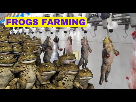 How Frog Farming Make Millions of Dollars In Agriculture for Farmers.