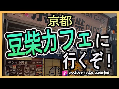 【京都】京都豆柴カフェに行ってきた【柴犬】