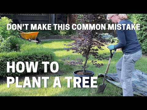 How To Plant a Container Grown Japanese Maple Tree - Don't Make This Common Mistake