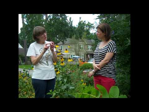 Maintaining a Habitat Garden