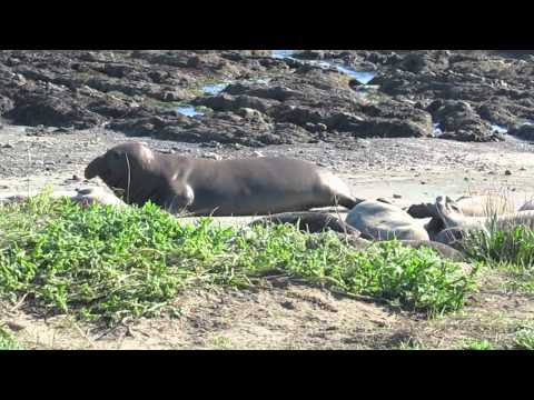 Año Nuevo Elephant Seal @ high speed