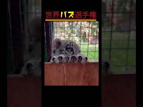 動物たちのびっくり行動で笑いが止まらない！」#癒やし #動物ハプニング#癒し系動物 #ViralAnimals#CuteAnimalMoments #shorts