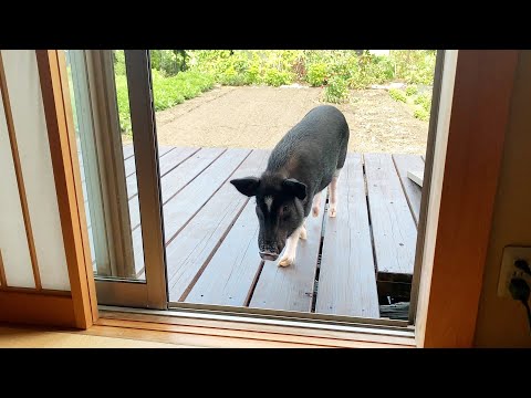 Pig went home for summer vacation ran away from home