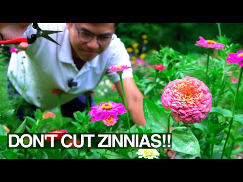 Afraid to Cut Flowers for Bouquets? Watch This Garden Tour!