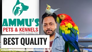 Best Quality Pets & Bird in Hyderabad | Ammu's pets and birds | No. 1 in Hyderabad #pets #birds