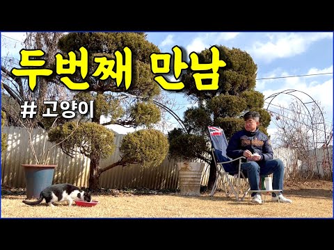 오늘 우리 두번째 만남이다 / 고양이 / cat / countryside / country_VLOG