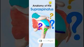 Supraspinatus Anatomy #anatomy #physicaltherapy #physiotherapy #supraspinatus #rotatorcuff