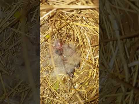 Zebra Finch chicks😃😃#zebrafinchpair #zebrafinches #zebrafinchbreeding