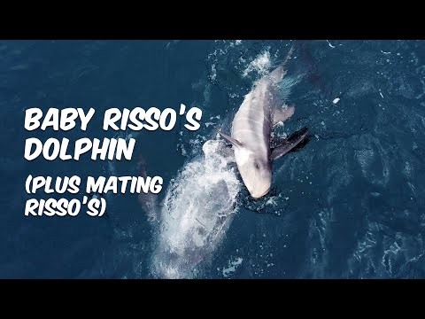 Adorable Baby Risso's Dolphin Bonds With Mom 🐬