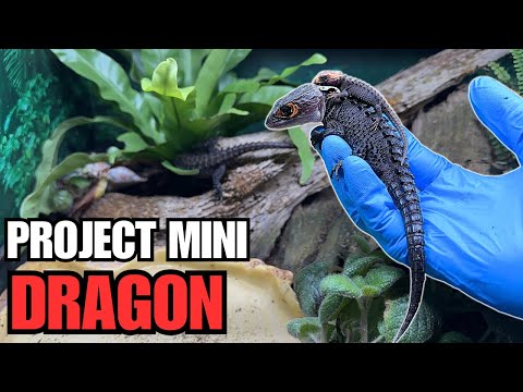 33 CROCODILE SKINKS! Eggs, Babies, Adults and More! PROJECT MINI DRAGON TOUR 2024