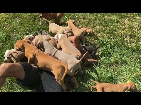 Man gets buried alive by pack of pitbull puppies!!!