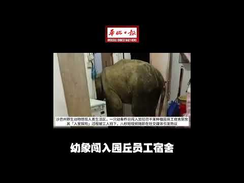 华侨日报全国新闻：幼象闯入园丘员工宿舍