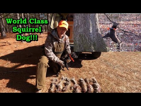 Mastering the Art of Squirrel Hunting with a Top-Rated Dog