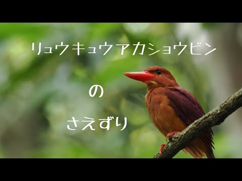 リュウキュウアカショウビンのさえずり