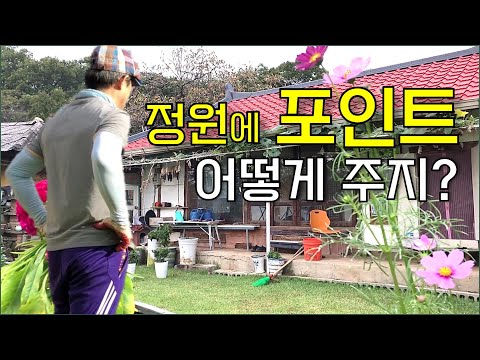 정원에 포인트 주기, 화분 활용, 국화꽃, 코스모스 피기 시작함 / gardening, countryside, flowerpot, blooming