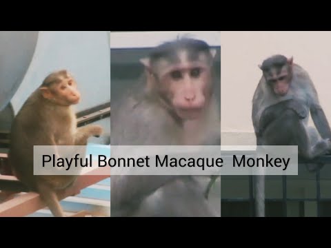 Indian Macaque Monkey/Funny Bandar Monkey Video #macaque#monkey#funny #bandar#macaco #обезьяна#قرد