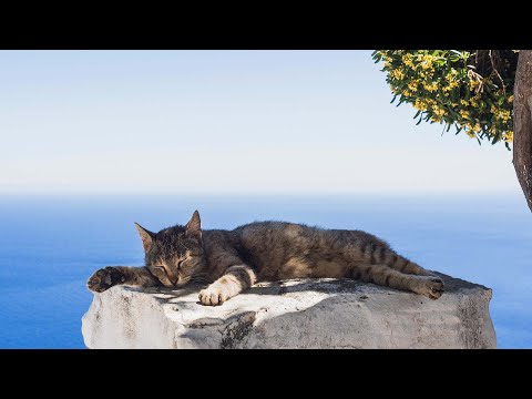 Calming Music for Cats 🐈 Sleep Music for Cats With Bird Sound