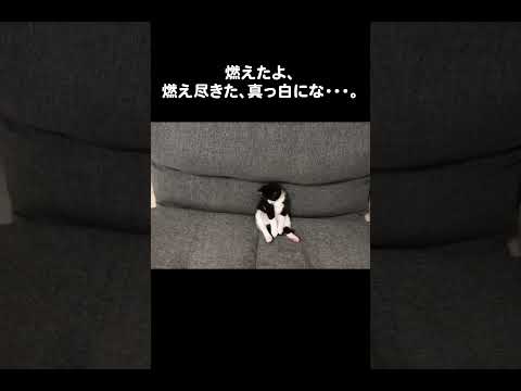 燃えたよ、燃え尽きた、真っ白にな・・・。#保護猫 #cat #kitten #むー