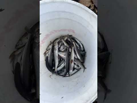 Dip netting for smelt on the Cowlitz River