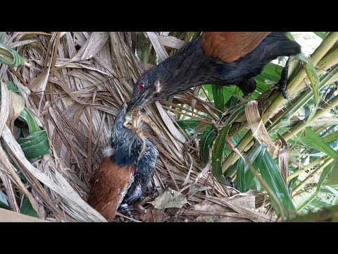 Tiny beaks wide open: Hungry baby bird in action