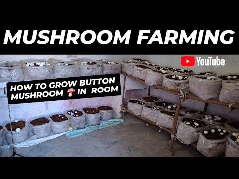 Mushroom Farming business in India How to grow button mushroom in home part time job  #mushroom