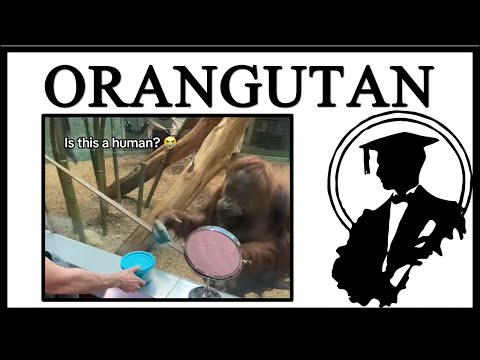 The Pointing Orangutan Is Funny