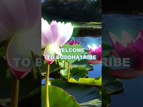 Welcome to Buddhatribe 💚 The home of relaxing music & beautiful nature videos