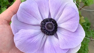 Anemone 'Mistral® Azzurro' - FarmerGracy.co.uk