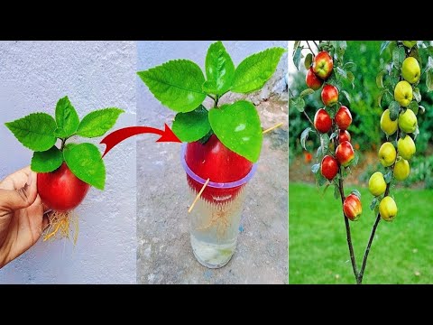 How to propagate apple tree from fruit ! Growing apple tree at home