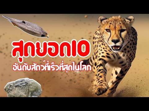 สุดยอด 10 อันดับสัตว์ที่เร็วที่สุดในโลก