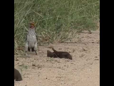 Mongoose pretends to be dead #funnyanimal #nature #mongoose #explorethebeautyofnature