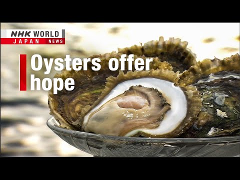 Rediscovered oyster offers hope in TohokuーNHK WORLD-JAPAN NEWS