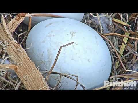 Sub-Adult Visits the Nest