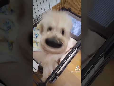 我が家の犬の顔が…