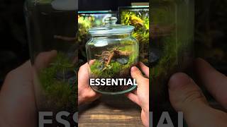 3 ESSENTIAL Terrarium Tips For Beginners!