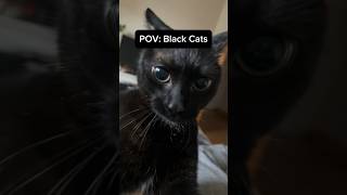 Black Cats - Funny Cat Videos .. #blackcats #blackcatsoftiktok #blackcatsaregoodluck #blackcatsrule