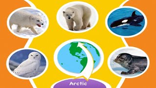 Animal Genius PC Game Arctic No Commentary