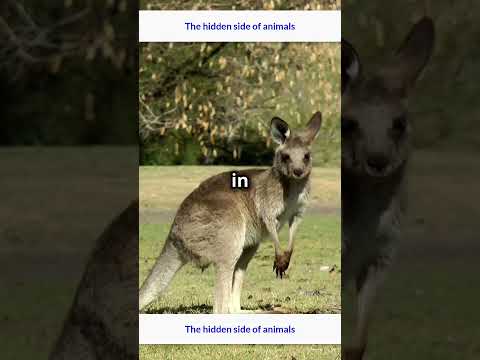 Kangaroo Fun Facts in 60 Seconds!