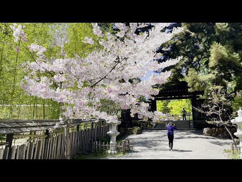 [4KHDR] Hakone Gardens with Cherry Blossoms