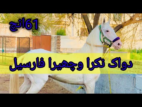 horse sale new video