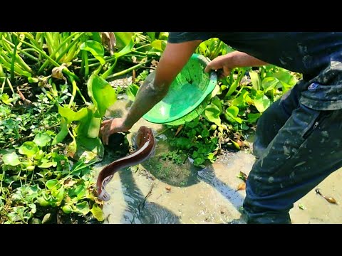 Catch fish in village | Fishing video |Bass fishing video in village