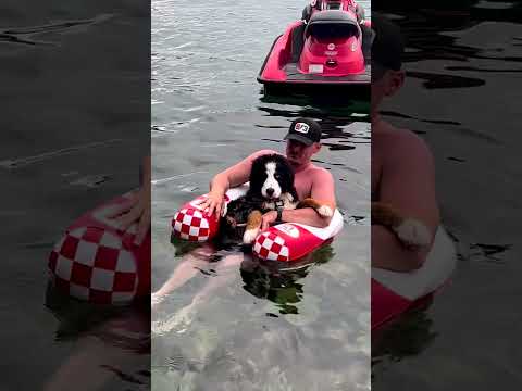 Bernese Mountain Dog Puppy Goes for a Swim | Lake Day with Dogs