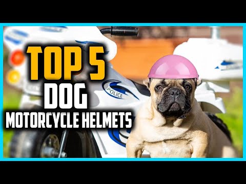 ✅Top 5 Best Dog Motorcycle Helmets in 2025