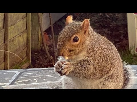 Squirrel having a lunch 🥪 🐿️♥️🇬🇧