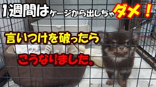 「お迎えした子犬は1週間ケージから出さないでください」を守らなかった結果、こうなりました