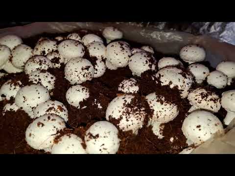 Mushroom farming business in India Mushroom ki kheti kaise kare #Mushroom