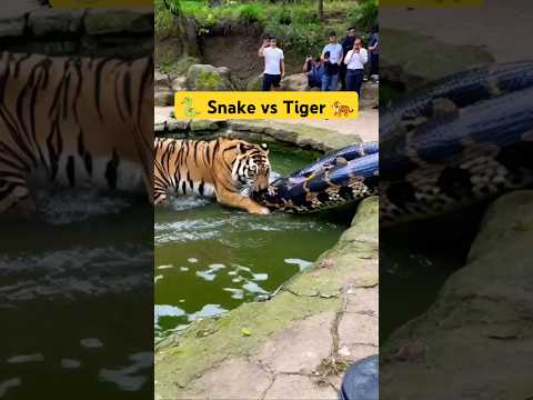 🐍 Snake Vs Tiger 🐅  Anaconda vs Tiger #animals #tiger #snake #fighting #facts #hindi